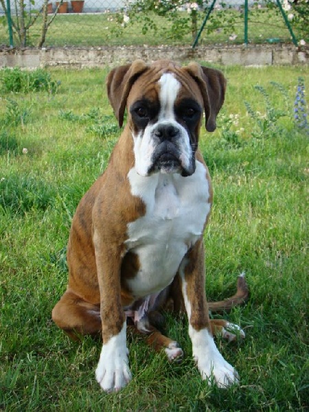 CHIOTS DE VASSILI